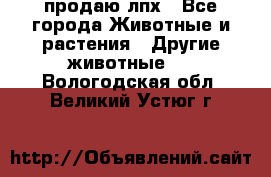 продаю лпх - Все города Животные и растения » Другие животные   . Вологодская обл.,Великий Устюг г.